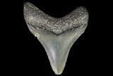 Juvenile Megalodon Tooth - Georgia #75310-1